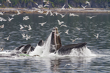 Adult humpback whales (Megaptera novaeangliae) co-operatively 'bubble-net' feeding in Southeast Alaska, USA.