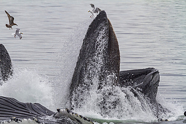 Adult humpback whales (Megaptera novaeangliae) co-operatively 'bubble-net' feeding in Southeast Alaska, USA.