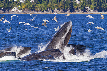 Adult humpback whales (Megaptera novaeangliae) co-operatively 'bubble-net' feeding in Southeast Alaska, USA.