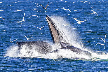 Adult humpback whales (Megaptera novaeangliae) co-operatively 'bubble-net' feeding in Southeast Alaska, USA.