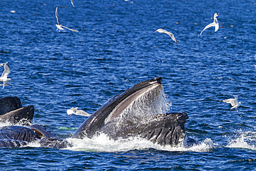 Adult humpback whales (Megaptera novaeangliae) co-operatively 'bubble-net' feeding in Southeast Alaska, USA.