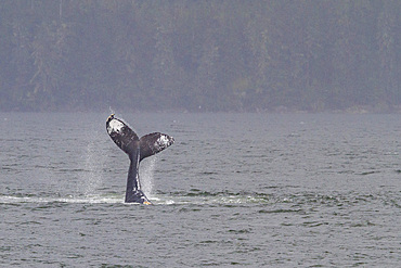 Adult humpback whale (Megaptera novaeangliae) tail throw among feeding whales in Southeast Alaska, USA. Pacific Ocean.