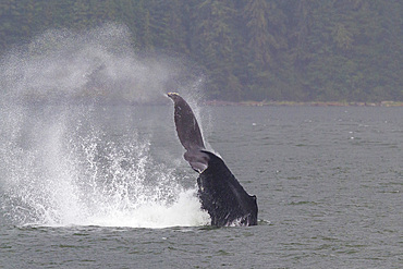 Adult humpback whale (Megaptera novaeangliae) tail throw among feeding whales in Southeast Alaska, USA. Pacific Ocean.