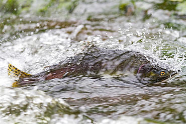 Dead and dying pink salmon (Oncorhynchus gorbuscha) gathering after the spawn just outside of Sitka, Alaska.