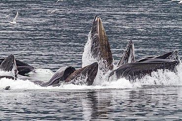 Adult humpback whales (Megaptera novaeangliae) co-operatively 'bubble-net' feeding in Southeast Alaska, USA.