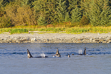 A small pod of killer whales (Orcinus orca) encountered in Glacier Bay National Park, Southeast Alaska, Pacific Ocean.