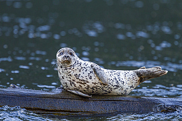 Harbor seal (Phoca vitulina) hauled out on submerged log in Misty Fjords National Monument, Southeast Alaska, USA.