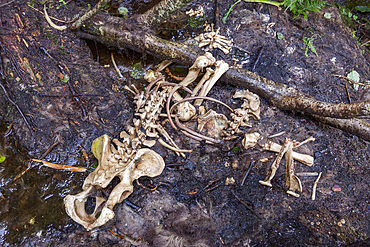 Adult brown bear (Ursus arctos) skeletal remains on Chichagof Island, Alaska, USA. Pacific Ocean.