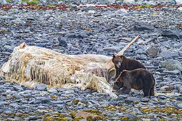 Adult brown bears (Ursus arctos) feeding on humpback whale carcass at Scidmore Cut in Glacier Bay National Park.