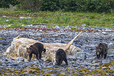 Adult brown bears (Ursus arctos) feeding on humpback whale carcass at Scidmore Cut in Glacier Bay National Park.