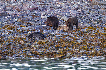 Adult brown bears (Ursus arctos) and wolf (Canis lupus) feeding on humpback whale carcass in Glacier Bay National Park.