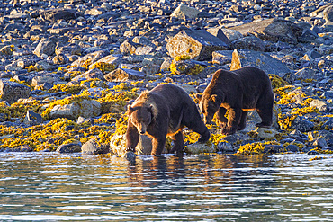 Adult brown bear pair (Ursus arctos) exhibiting courtship behavior at Scidmore Cut in Glacier Bay National Park, Alaska.