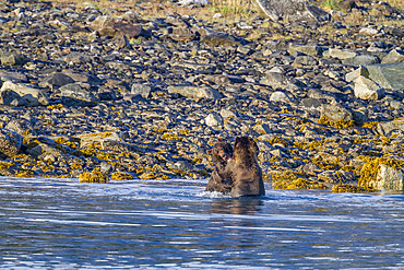 Adult brown bear pair (Ursus arctos) mock-fighting at Scidmore Cut in Glacier Bay National Park, Alaska, USA.