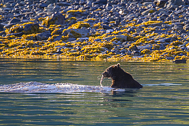 Adult brown bear (Ursus arctos) feeding on humpback whale carcass in Glacier Bay National Park, Alaska.