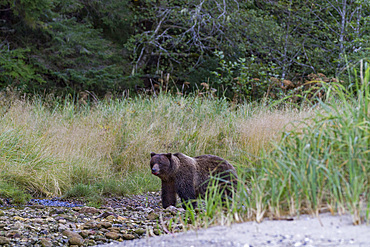 Adult brown bear (Ursus arctos) feeding on salmon at Iyoukeen Cove on Chichagof Island, Alaska, USA.