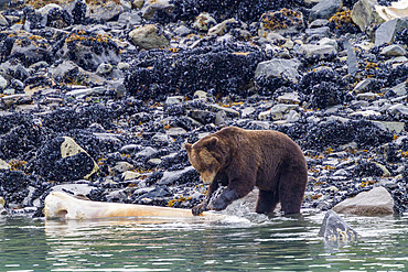 Adult brown bear (Ursus arctos) feeding on humpback whale carcass in Glacier Bay National Park, Alaska.