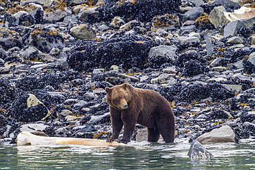 Adult brown bear (Ursus arctos) feeding on humpback whale carcass in Glacier Bay National Park, Alaska.