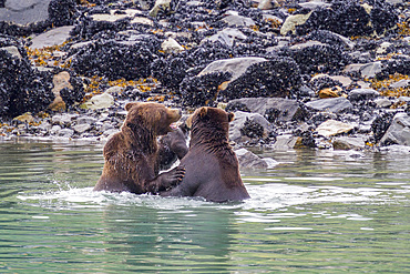 Adult brown bear pair (Ursus arctos) mock-fighting at Scidmore Cut in Glacier Bay National Park, Alaska, USA.