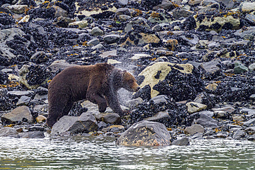 Adult brown bear (Ursus arctos) shaking water from its fur near whale carcass in Glacier Bay National Park, Alaska.