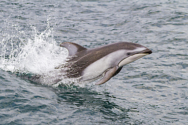 An adult Pacific white-sided dolphin (Lagenorhynchus obliquidens) leaping in Johnstone Strait, British Columbia, Canada