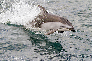 An adult Pacific white-sided dolphin (Lagenorhynchus obliquidens) leaping in Johnstone Strait, British Columbia, Canada