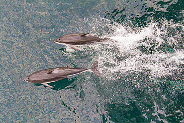 A pod of Pacific white-sided dolphins (Lagenorhynchus obliquidens) bow-riding in Johnstone Strait, British Columbia, Canada