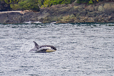 A juvenile killer whale (Orcinus orca) encountered off West Craycroft Island in Blackfish Sound, British Columbia, Canada.