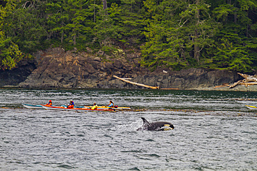 A juvenile killer whale (Orcinus orca) encountered off West Craycroft Island in Blackfish Sound, British Columbia, Canada.