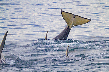 A gathering of at least 2 resident pods of killer whales (Orcinus orca) encountered near sunset, Johnstone Strait.