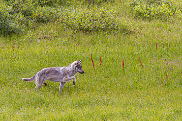 Adult coyote (Canis latrans) in Denali National Park, Alaska,