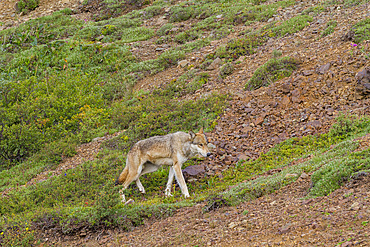 Adult coyote (Canis latrans) in Denali National Park, Alaska,