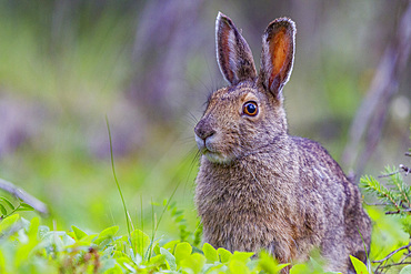 Adult snowshoe hare (Lepus americanus dalli) in Denali National Park, Alaska, USA.