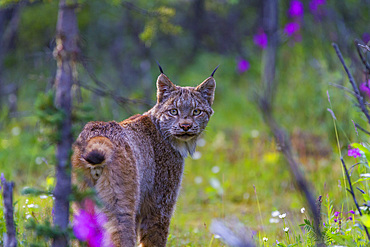 Adult Canada lynx (Lynx canadensis) in Denali National Park, Alaska, USA.