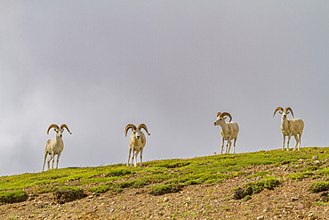 Adult Dall sheep (Ovis dalli) in Denali National Park, Alaska, USA.