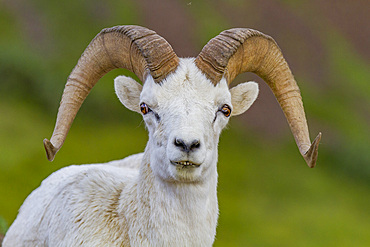 Adult Dall sheep (Ovis dalli) in Denali National Park, Alaska, USA.