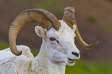 Adult Dall sheep (Ovis dalli) in Denali National Park, Alaska, USA.