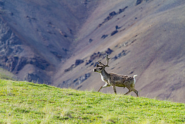 Adult caribou (Rangifer tarandus) in Denali National Park, Alaska, USA.