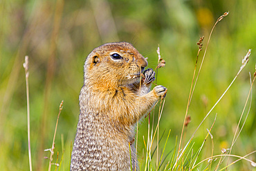 Adult Arctic ground squirrel (Spermophilus parryii) foraging in Denali National Park, Alaska, USA.