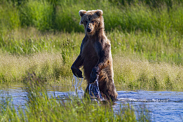 Adult brown bear (Ursus arctos) foraging for salmon at the Brooks River in Katmai National Park, Alaska, USA.