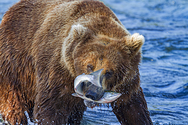 Adult brown bear (Ursus arctos) foraging for salmon at the Brooks River in Katmai National Park, Alaska, USA.