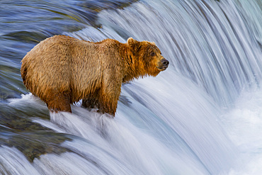 Adult brown bear (Ursus arctos) foraging for salmon at the Brooks River in Katmai National Park, Alaska, USA.