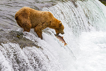 Adult brown bear (Ursus arctos) foraging for salmon at the Brooks River in Katmai National Park, Alaska, USA.