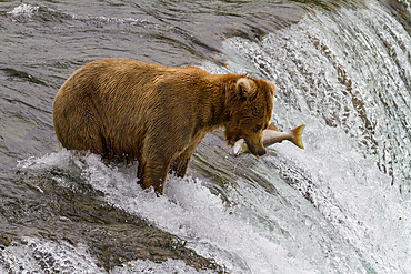 Adult brown bear (Ursus arctos) foraging for salmon at the Brooks River in Katmai National Park, Alaska, USA.