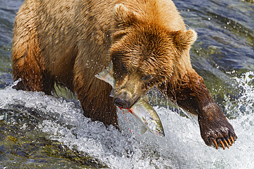 Adult brown bear (Ursus arctos) foraging for salmon at the Brooks River in Katmai National Park, Alaska, USA.