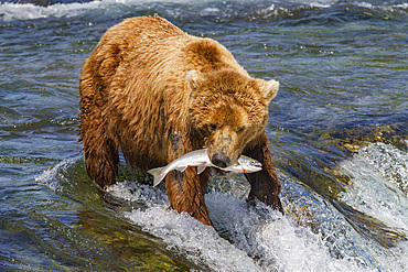 Adult brown bear (Ursus arctos) foraging for salmon at the Brooks River in Katmai National Park, Alaska, USA.