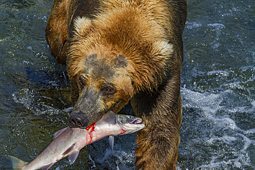 Adult brown bear (Ursus arctos) foraging for salmon at the Brooks River in Katmai National Park, Alaska, USA.