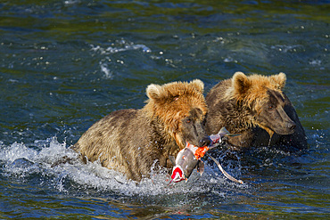 Young brown bears (Ursus arctos) foraging for salmon at the Brooks River in Katmai National Park, Alaska, USA.