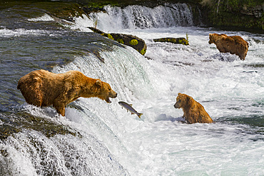 Adult brown bears (Ursus arctos) foraging for salmon at the Brooks River in Katmai National Park, Alaska, USA.