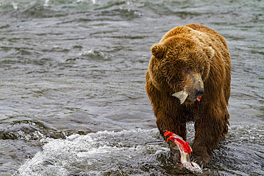 Adult brown bear (Ursus arctos) foraging for salmon at the Brooks River in Katmai National Park, Alaska, USA.