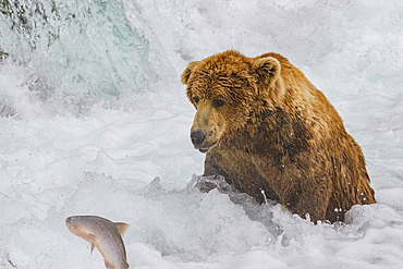 Adult brown bear (Ursus arctos) foraging for salmon at the Brooks River in Katmai National Park, Alaska, USA.